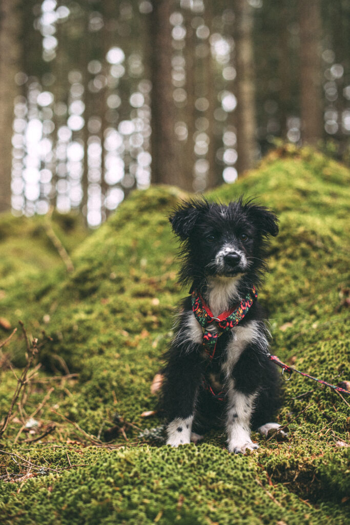 Swoboda pies w Szwecji